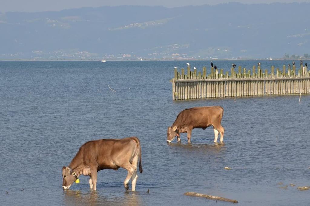 Bodensee Apartments, Sauna, Lake Walks, Free Parking, Self Checkin, Nature Reserve, Restaurants Nearby Gaissau  Bagian luar foto